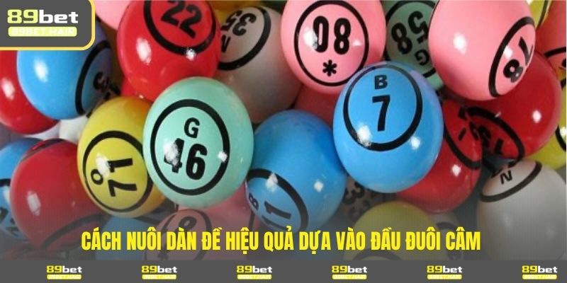 Cách nuôi dàn đề hiệu quả dựa vào đầu đuôi câm 