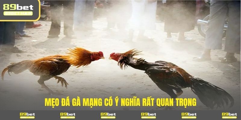 Mẹo đá gà mạng có ý nghĩa rất quan trọng 