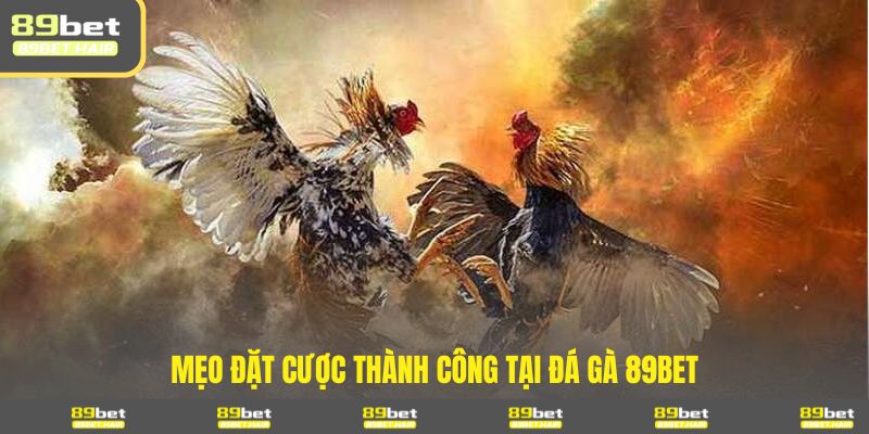 Mẹo đặt cược thành công tại đá gà 89BET