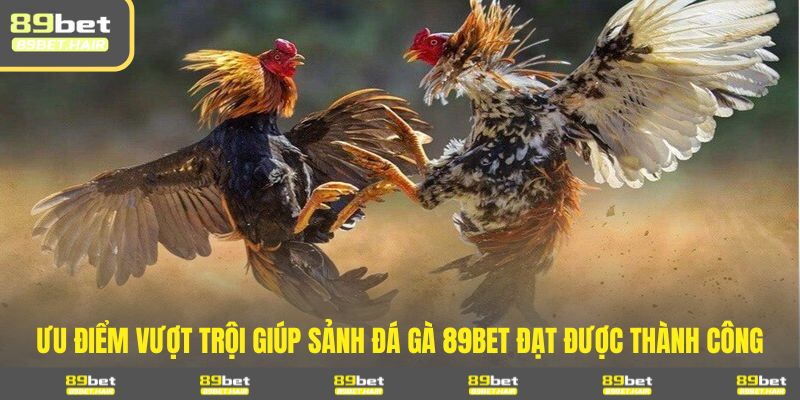 Ưu điểm vượt trội giúp sảnh đá gà 89BET đạt được thành công